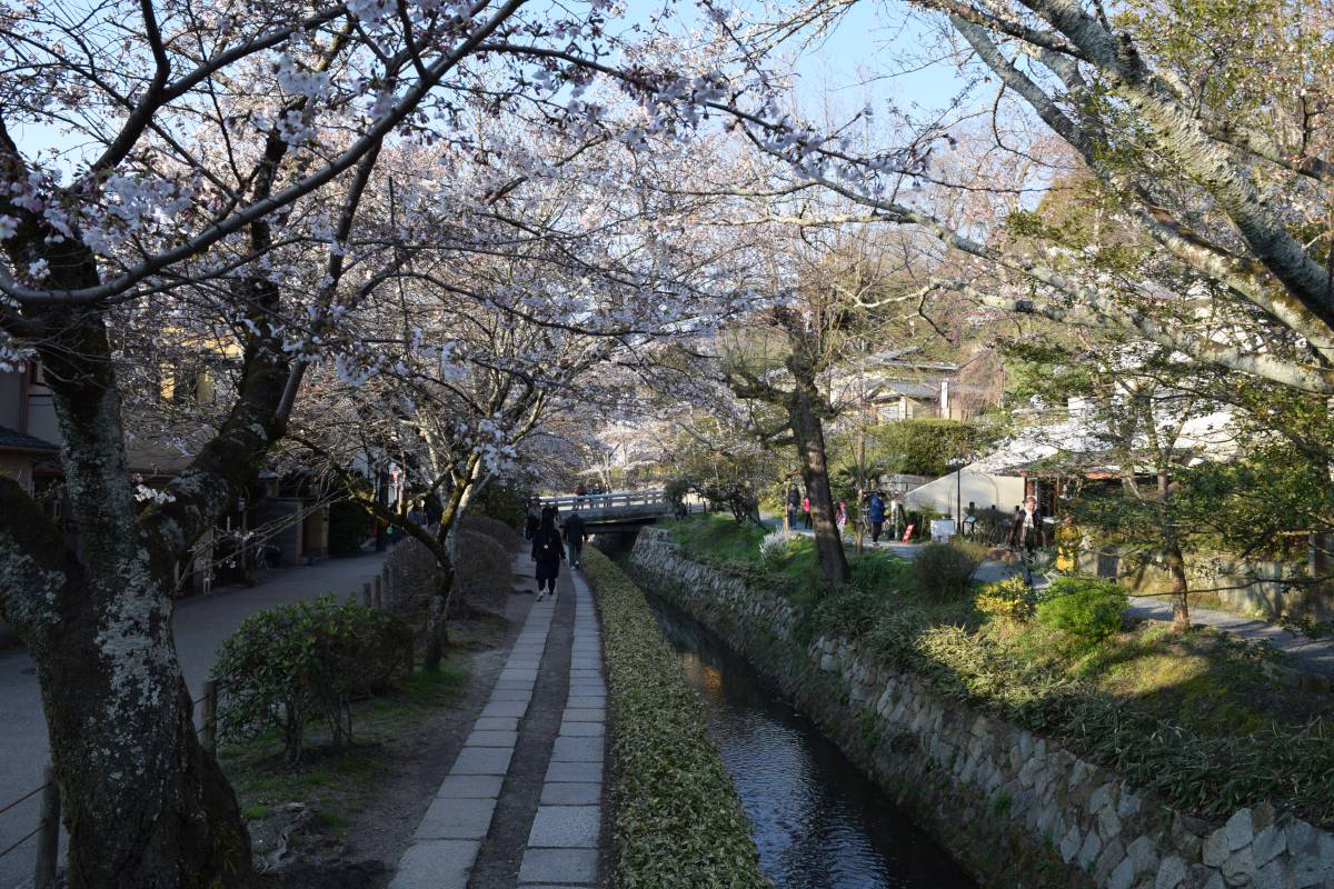 Walkway along canal covered with Cherry trees Walkway along canal covered with Cherry trees