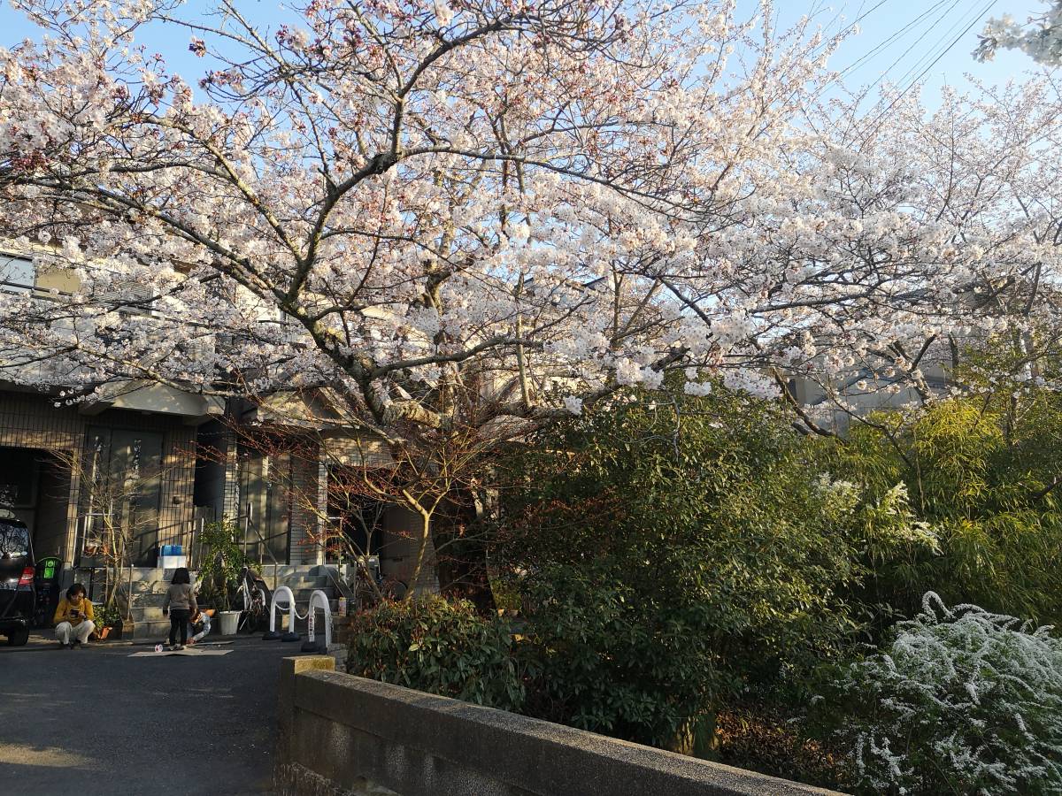 Tranquility and beauty cherry blossom